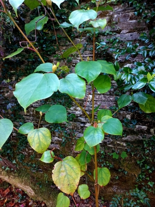 Kells Bay and Gardens, Kerry (Irlande) (Irlande) - 05/2025