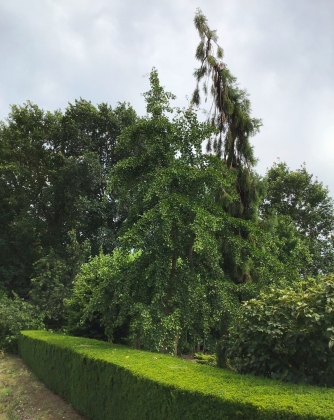 Pépinière Edwin Smits à Volken (Pays-Bas) - 08/2024