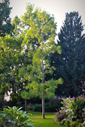 Jardin des plantes d'Angers (France) - 10/2018