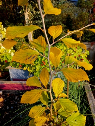 Les jardins du florilège à Bastogne - 09/2025