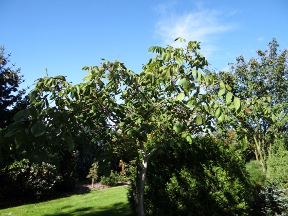 Les jardins du Florilège à Bastogne (Belgique) - 08/2023