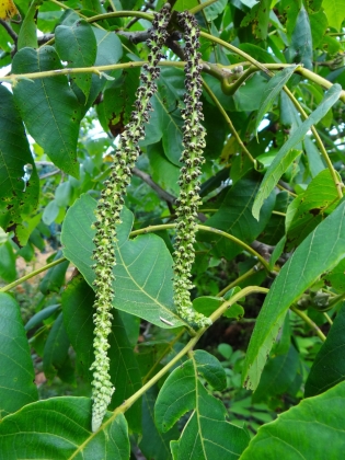 Les jardins du Florilège à Bastogne (Belgique) - 06/2023