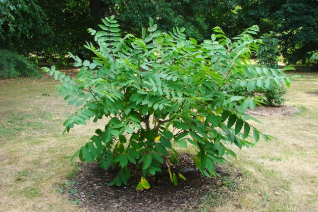 Kew Royal Botanic garden à Londres (Angleterre) 01/2006