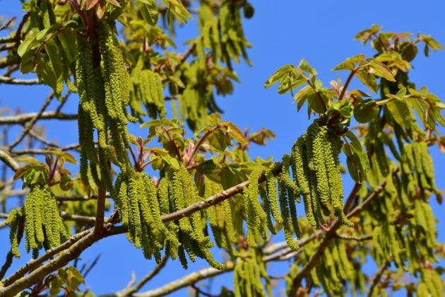 Arboretum Hillier à Romsey (Angleterre) - 05/2023