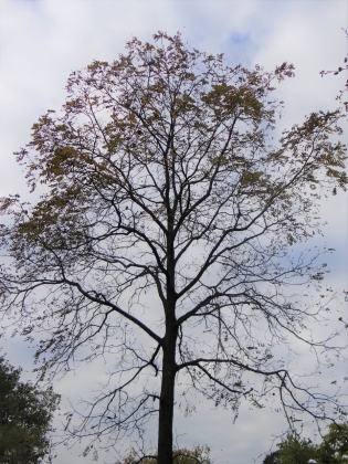 Arboretum de Leiden (Pays-Bas) - 10/2016