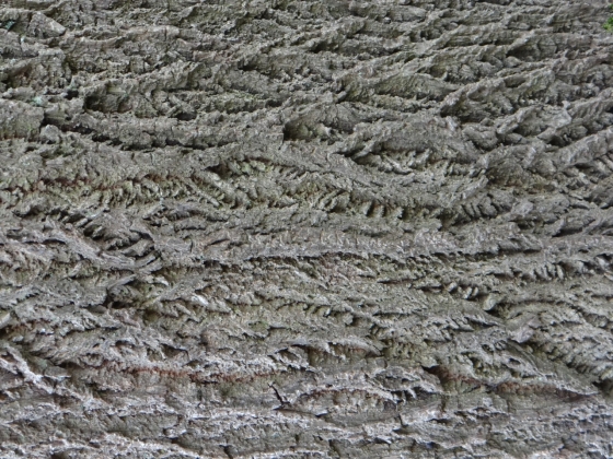 Arboretum de Leiden (Pays-Bas) - 10/2016