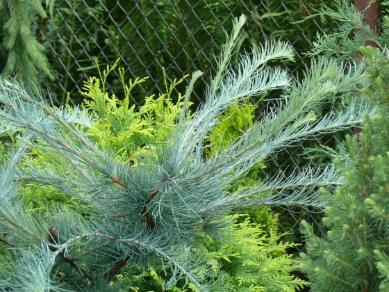 Pépinière Edwin Smits à Volken (Pays-Bas) - 06/2022