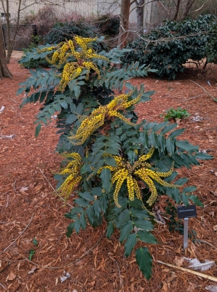 JC Raulston Arboretum à Raleigh (NC USA) - 01/2026