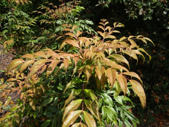 Savill Garden à Windsor (Angleterre) - 06/2019