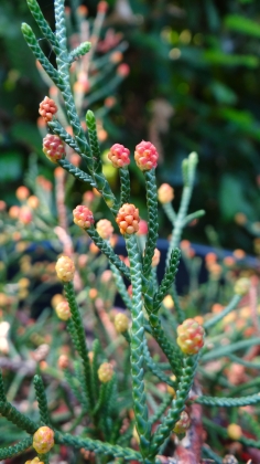 Les jardins du Florilège à Bastogne (Belgique) - 08/2018