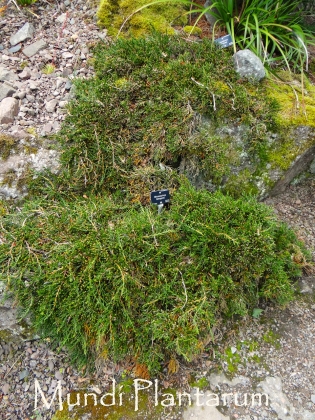 Jardin botanique d'Edimbourg (Ecosse) - 07/2017
