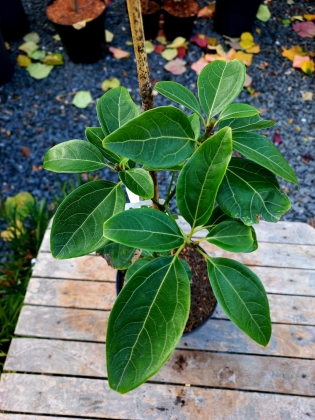 Les jardins du Florilège à Bastogne (Belgique) - 09/2025