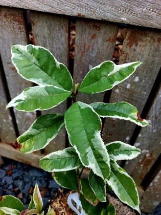 Les jardins du Florilège à Bastogne (Belgique) -10/2025
