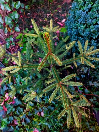 Les jardins du Florilège à Bastogne (Belgique) - 09/2025