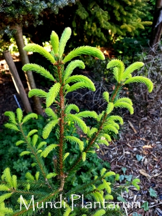 Les jardins du Florilège à Bastogne (Belgique) - 04/2025
