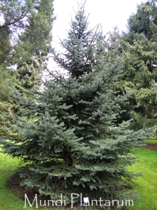 Botanical Gardens Pinetum Blijdenstein à Hilversum (Pays-Bas) - 04/2017