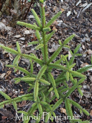Les jardins du Florilège à Bastogne (Belgique) - 06/2015