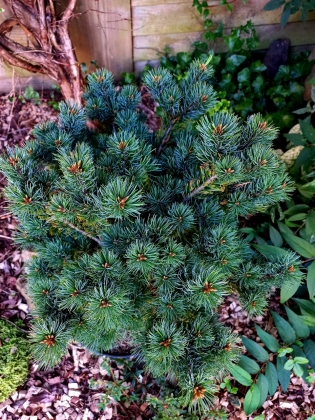 Les jardins du Florilège à Bastogne (Belgique) - 09/2025