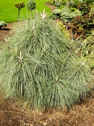 Pépinière Wiel linssen à Baexem (Pays-Bas) 09/2015