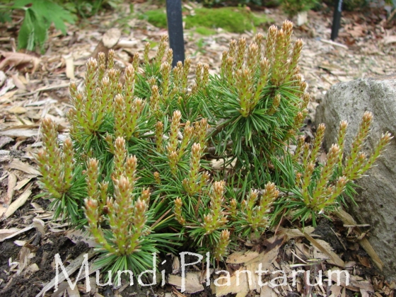 Les jardins du Florilège à Bastogne (Belgique) 06/2016