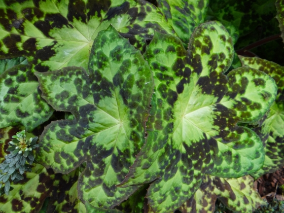 Arboretum de l'université d'Utrecht (Pays-Bas) - 04/2017