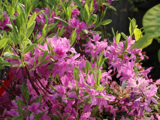 Baumschule-horstmann (Allemagne) - 04/2024