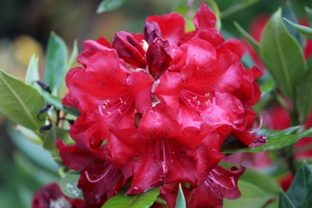 Pépinière Vitroplant à Ferrières (Belgique) - 05/2024