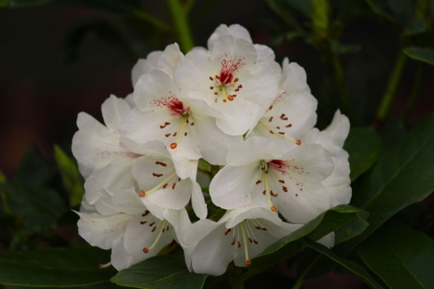 Pépinière Vitroplant à Ferrières (Belgique) - 05/-2024
