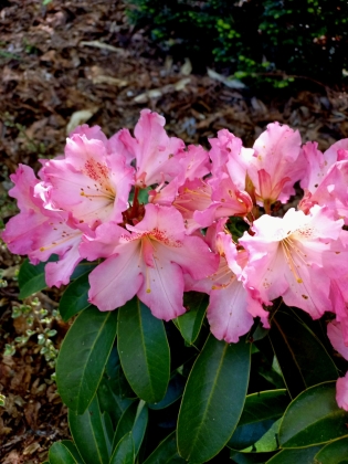 Les jardins du florilège à Bastogne - 05/2025