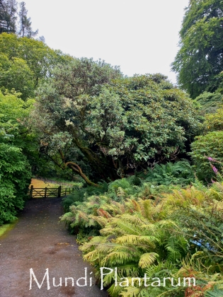 Dawyck Botanic Garden (Ecosse) - 08/2024