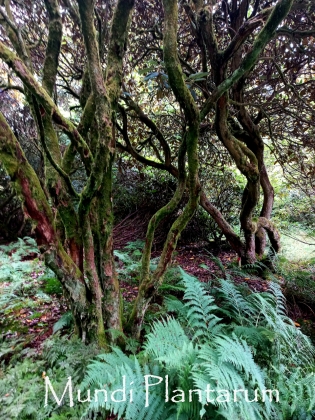 Dawyck Botanic Garden (Ecosse) - 08/2024