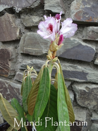 Les jardins du Florilège à Bastogne (Belgique) - 05/2024