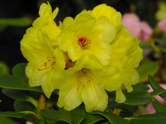 Pépinière Vitroplant à Ferrières (Belgique) - 05/2023