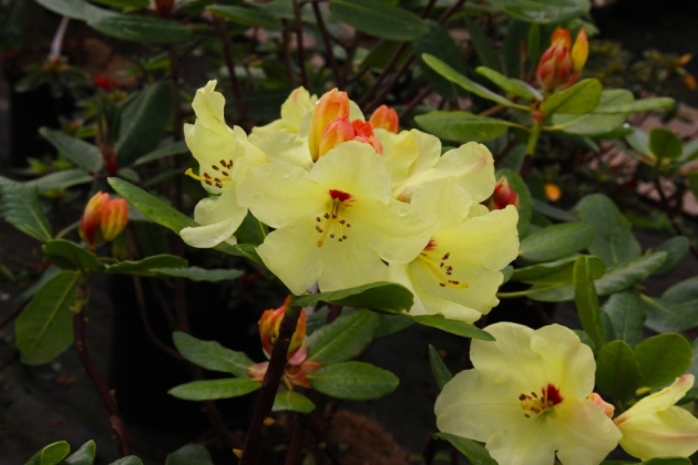 Pépinière Vitroplant à Ferrières (Belgique) - 05/2024