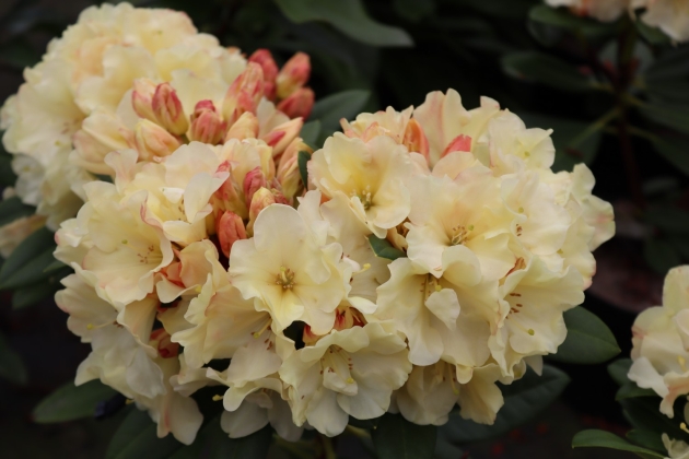 Pépinière Vitroplant à Ferrières (Belgique) - 05/2024