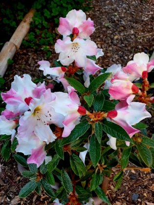 Les jardins du Florilège à Bastogne (Belgique) - 05/2025