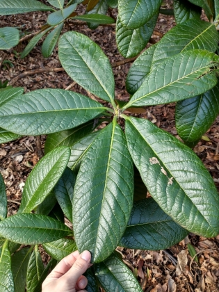 Leonardslee Lakes & Gardens (Angleterre) - 05/2024