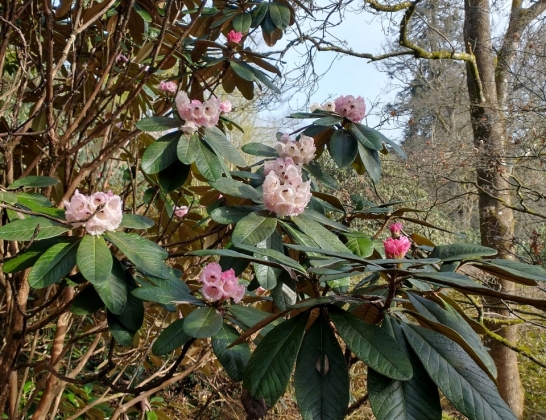 Leonardslee Lakes & Gardens (Angleterre) - 05/2024