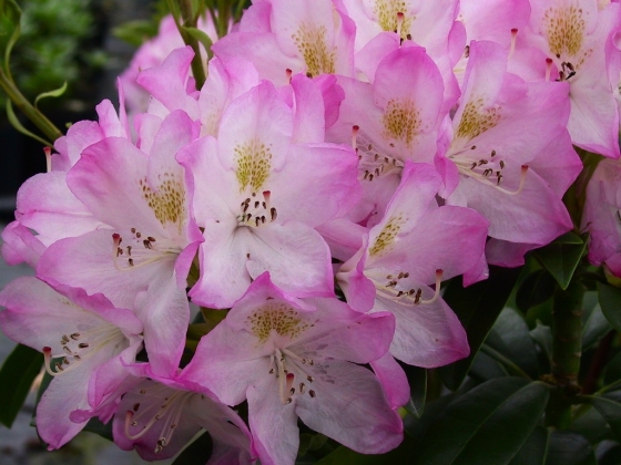 Pépinière Vitroplant à Ferrières (Belgique) - 05/2024