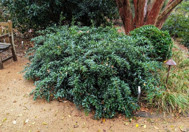 Arboretum JC Raulston à Raleigh (USA) 12-2025