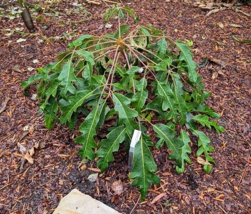 JC Raulston Arboretum à Raleigh (NC USA) - 12/2025