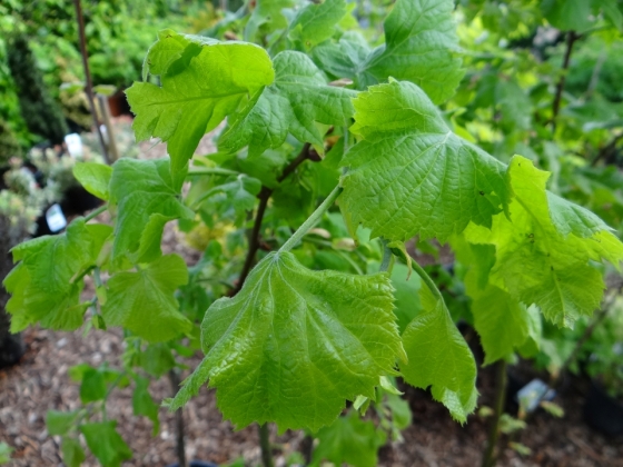 Les jardins du Florilège in Bastogne (Belgium) - 05/2015
