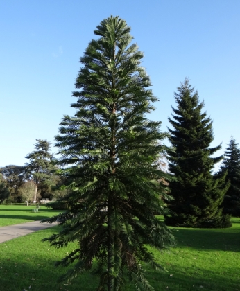 Kew Royal Botanic garden à Londres (Angleterre) - 05/2015