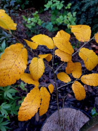 Les jardins du Florilège à Bastogne (Belgique) - 10/2025