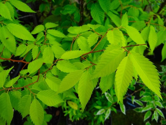 Journées des plantes de Chantilly (France) - 05/2016